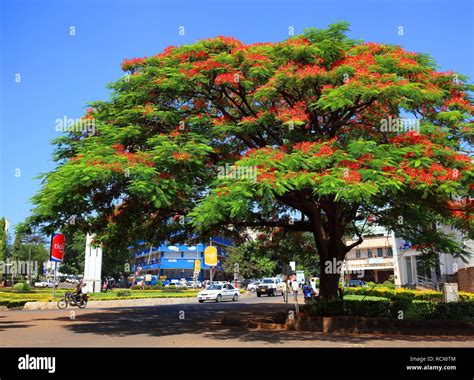 Flamboyant Tree Images – Browse 23,946 Stock Photos, .